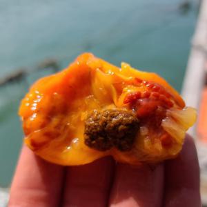 활멍게 멍게 멍개 깐멍게  (횟감용) 활멍게 1kg(3-5미) / (횟감용) 깐멍게 400g도 선택 가능