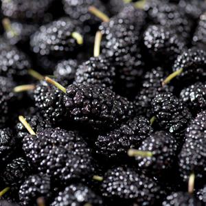 햇 오디 씻어나온 세척오디 산청산 냉동오디 IQF 급속냉동