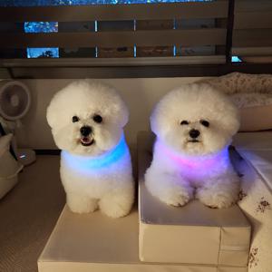 울트라웨이브 대형견 소형견 사용가능 야간산책 사고방지 강아지 360도 오로라 LED 목걸이