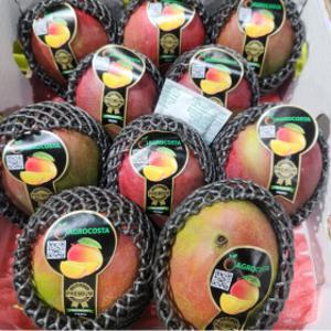 더노랑 항공 애플망고  선박 페루산 대과 10과 4kg내외