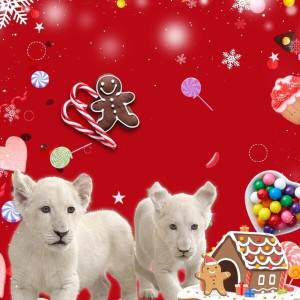 |특가| 대구 네이처파크 이용권/대구/경북/동물원/테마파크/놀이공원/가볼만한곳/체험/대구여행/아이와함께