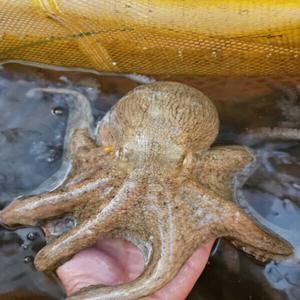 당일조업 국내산 활 돌문어 1kg (1~3미 내외) 자연산 남해안 여수 문어 최상급