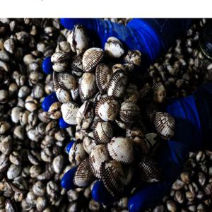 당일조업 국내산 제철 벌교 새꼬막 3kg (250미내외) 여자만 꼬막 산지직송 자연산 특별행사 / 마지막 할인