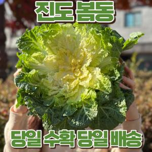봄동 알배추 얼갈이 진도 해풍 맞은 봄동 1kg / 2kg / 3kg