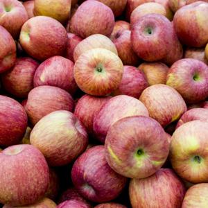 부사사과 청송사과 가정용 못난이 경북사과 / 5kg 가정용 한입소과(29~34과내외)