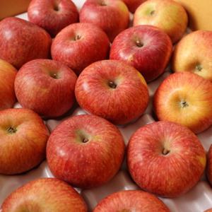 사과 부사사과 가정용 5kg 소과(40과 내외)  특가 할인