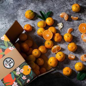 (HOT특가딜)(신선집중) 새코롬 감귤 블랙라벨 12brix이상 비가림 하우스 감귤 2.5kg 로얄과 (실중량)