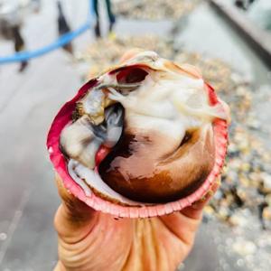 국내산 손질 초코새조개 검은새조개 샤브샤브 450g