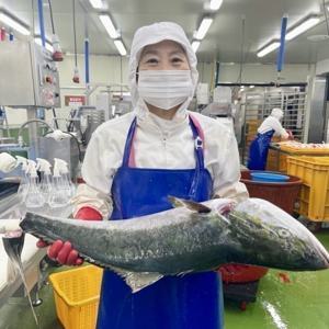 대방어 방어회 돼지방어 필렛 500g 5-8kg급 딱 2주일만 특가