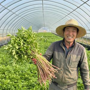 청도 미나리 돌미나리 200g 특품 개별포장