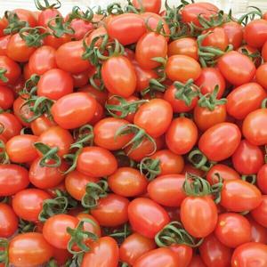 대추 방울토마토(소과) 2kg 산지직송  (동일상품  두박스 구매시 1kg 추가발송)(아침마당)