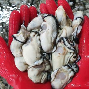 산지직송 통영 생굴 1kg 햇굴 겨울 보양식 당일채취 세척 굴 깐굴 깔끔손질 당일발송 최상급