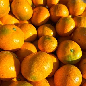 제철과일 제주 감귤 밀감 고당도 특품 대과(2L) 10kg