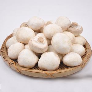 [산지직송] 양송이버섯 파지 2kg /GAP 인증