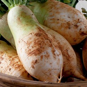 싱싱한 햇 수확 제주 무우 3kg