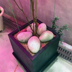 동글동글 에그스톤(80-100mm 특대) 1알 / 화분데코 고급