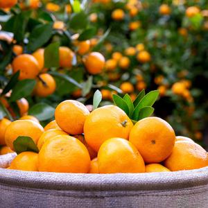 [맛군] 당도보장 제주 타이벡감귤 가정용 4.5kg 로얄과 (S-M)