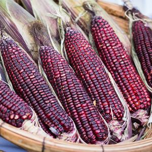 [자연품애 옥수수]흑찰옥수수 특품 15개입(15cm 내외)