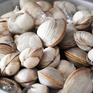 [당일채취] 고창 직송 자연산 해감 동죽(물총)조개 3kg