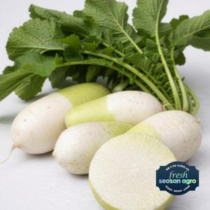 [프레시서산아그로]국내산 무청제거 천수무 2단