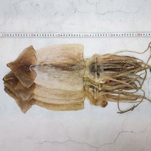 [동명상회] 구룡포 해풍건조 대왕 마른오징어 5마리 (500g내외)