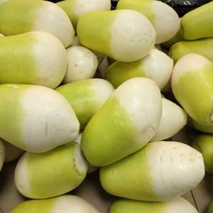 초록초록팜 세척 제주 월동무 5kg 내외 (4개) 제주산 국산무 손질 겨울무 바로조리 제철 제주 무우