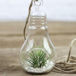 먼지먹는 식물 틸란드시아 이오난사 실내 공기 정화 (WFGJMG2)