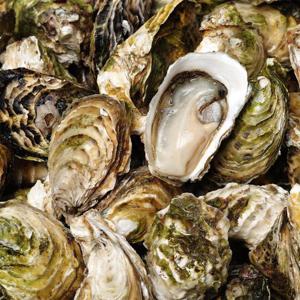 [통영수산물시장] 제철 삼배체굴 5kg 28~31미내외