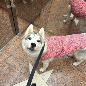 대형견 할매 조끼 강아지 큰개 애견조끼 가을 겨울 WFFQFQD