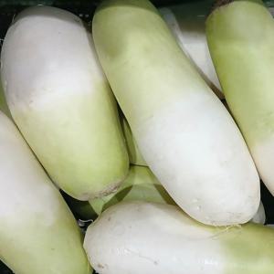 초록초록팜 세척 제주 월동무 20kg 내외 (16-17개) 제주산 국산무 손질 겨울무 바로조리 제철 제주 무우