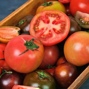 아삭달달짭짤! 프리미엄 대저/짭짤이 토마토 특품(S-2S과) 2.5kg