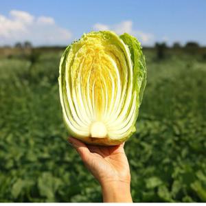 강원도 해남 통배추 포기배추 2통 통당1.8-2.5kg내