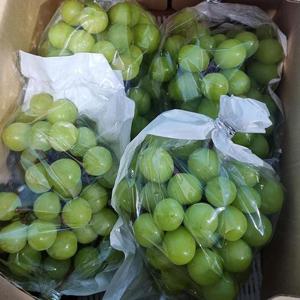 경상북도 고당도 샤인머스켓 샤인머스캣 포도 2kg (4-5수)