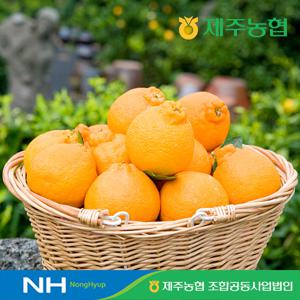 [제주농협]  한라봉 4kg (박스 당 14과-20과)