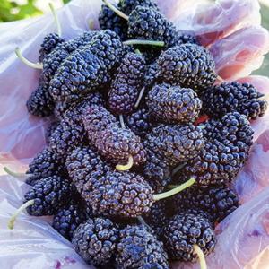 [푸드맛봄 오디] 고창 토종 햇 냉동 오디 특품 2kg(트레이포장)/ 25년햇과