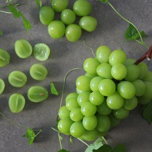 [맛군] 고당도 망고포도 정품 샤인머스켓 2kg(3-4수)