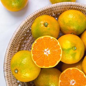 제주 조생 감귤 로얄과[2S-M]9kg