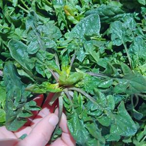 국내산 겨울 노지 섬초 시금치 2kg