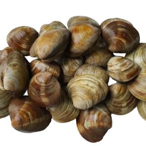 [푸디앤] 활 백합 조개 3kg / 조개구이집 가면 빠지지 않는 조개! 감칠맛을 알차게 품은 백합