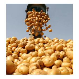 [푸디앤] 국내산 햇 수미 감자 3kg-5kg  포슬포슬 촉촉