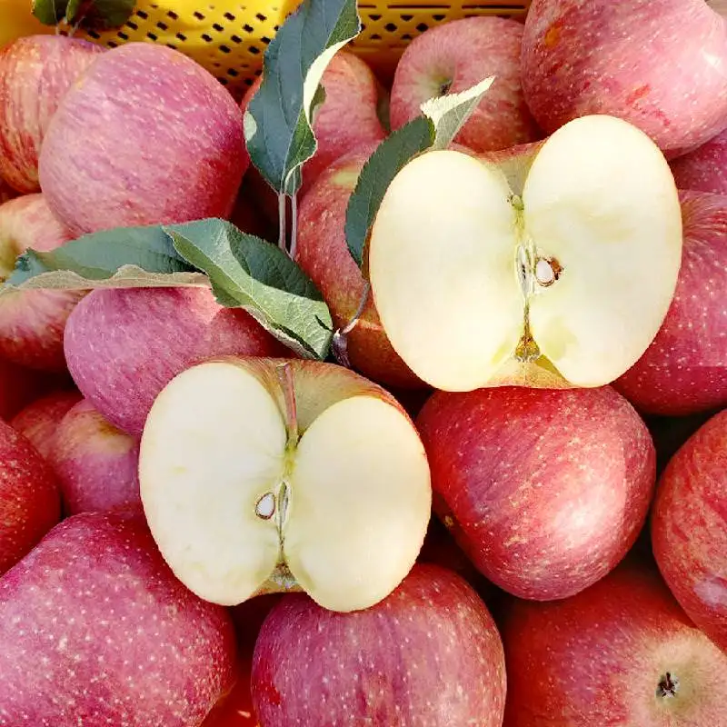 청송사과 (정품) 2kg~ 청송농장 산지직송 건강하고 맛있는 꿀사과 아침사과