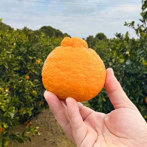 [제주 직송] 제주도 서귀포 대정읍 단단한 노지 한라봉(혼합과) 5kg