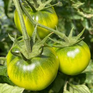 부산 진짜 대저 토마토 (일반) 1kg 2.5kg