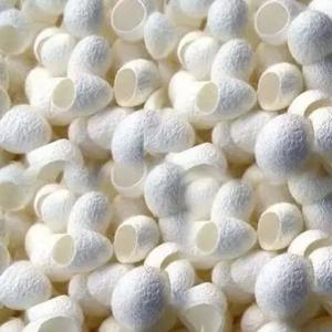 사육 및 실크 생산을 위한 50개 고품질 흰색 누에 누에고치