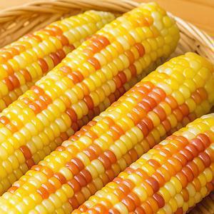 쪄서가는 쫀득 홍찰옥수수 10개