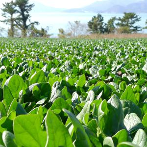 남해군농협 시금치 남해 보물초 500g 800g 1kg 2kg 겨울시금치 섬초