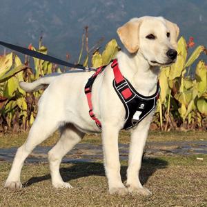 사계절 반려동물 가슴줄 및 산책줄 애견용품 강아지하네스 강아지가슴줄 산책목줄