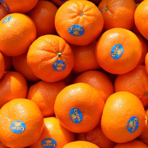 [과일꾼] 캘리포니아 큐티스 썬키스트 만다린 고당도 감귤