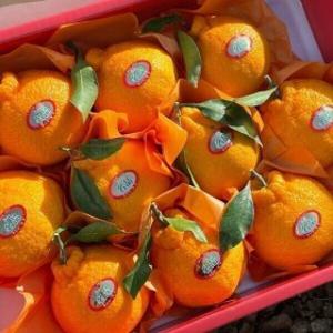 제철과일 명절선물 제주 한라봉 선물세트 5kg  보자기 증정