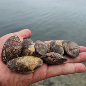 국내산 남해 문어 바지락 2kg